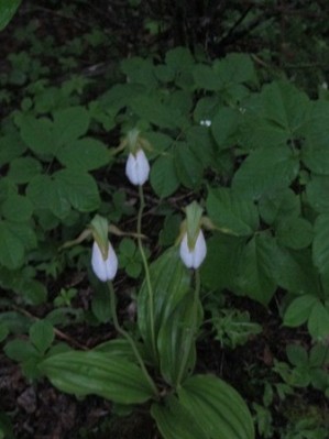 white lady slippers